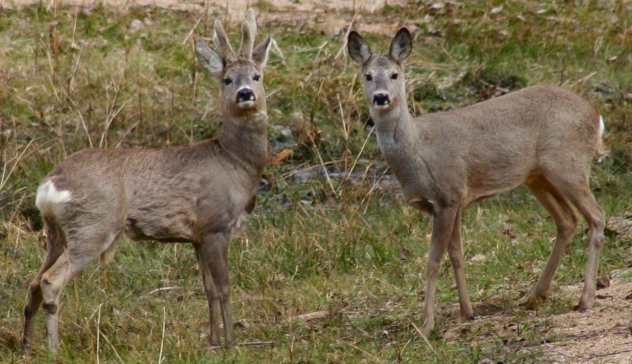 A roe couple on the field