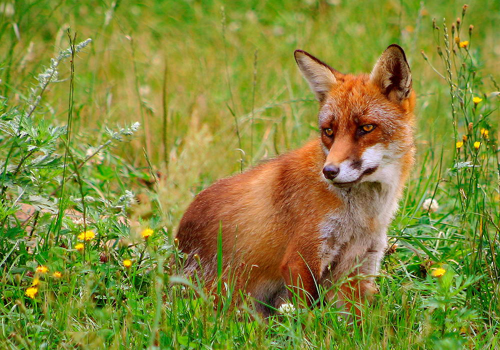 Sitting fox in the grass